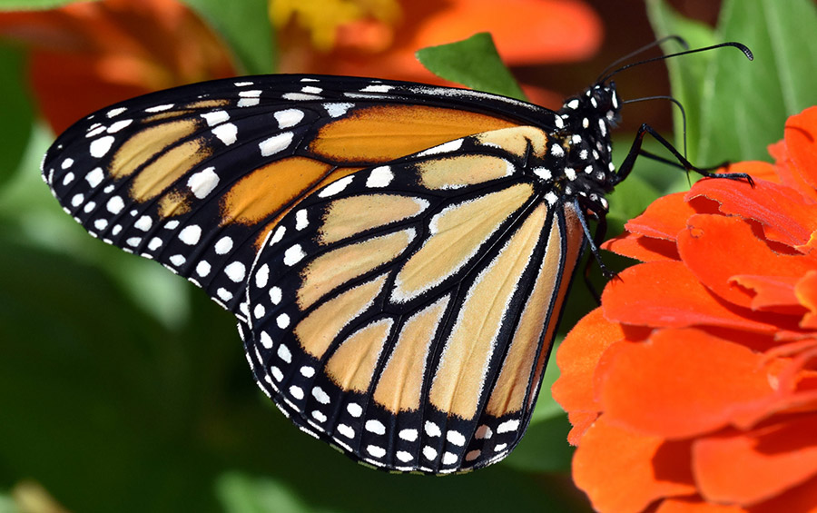 GT Butterfly House